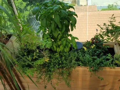 אדנית תבלינים